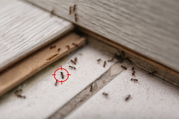 Wasp Removal Services in Brentwood, TN