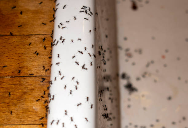 Best Exterminator Services  in Brentwood, TN