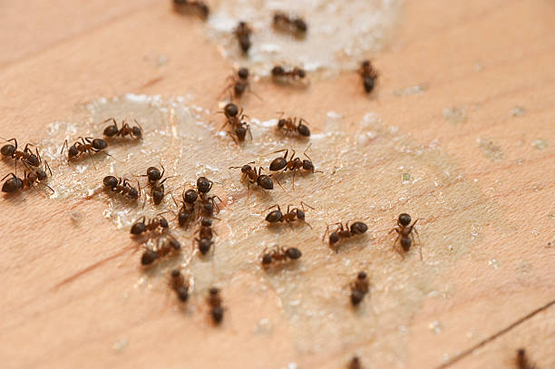 Flea Control Services in Brentwood, TN